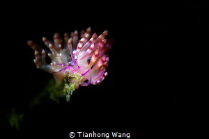 BLOOM
The flower ramble underwater by Tianhong Wang 